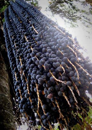 Lpalmera del huasai crece mayormente en el consumo de huasaí además de ser beneficioso para la salud, contribuye a la protección de los bosques de la amazonía, A TRAVÉS DEL cultivo