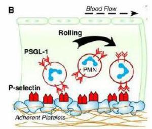 ROLLING SELECTINAS P-Selectinas (endotelio) PSGL-1 (Neutrófilos)