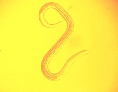 66 plia y aplanada, cola afilada y redondeada con una vaina muy larga y filamentosa (Fig. 3) como consta en la clave dicotómica de Taylor et al.