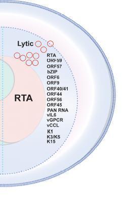RTA: Replication and transcription activator La