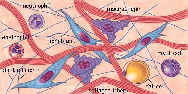 LOS TEJIDOS CONECTIVOS Los tejidos conectivos están formados por uno, o varios, tipos celulares y abundante materia