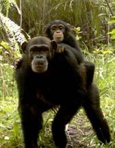 Coordinadora y veterinaria del Santuario de Chimpancés de Tacugama, Sierra Leona.