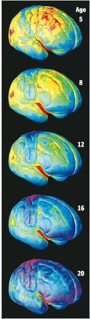 Funciones ejecutivas y maduración de la corteza cerebral La maduración culmina en la corteza pre frontal.