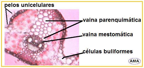 En las Panicoideas la epidermis pueden observarse pelos unicelulares. En el mesofilo: no hay parénquima incoloro y es en su totalidad clorénquima.
