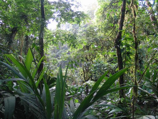 Su hábitat está conformado por bosque húmedo tropical y