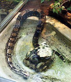 Las serpientes habitan prácticamente todos los ecosistemas, Son carnívoras.