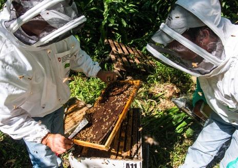 PRODUCCIÓN DE MIEL DE ABEJA Con el obje,vo de poder exportar miel a Estados Unidos, iniciamos la labor de incen,var a nuestros socios a formarse como apicultores.