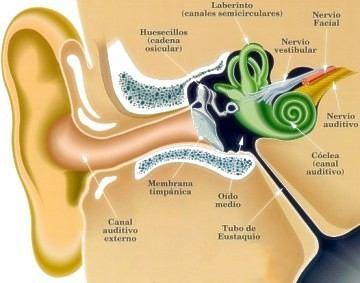 3.1 Oído El oído medio posee aire que al disminuir o aumentar el volumen produce