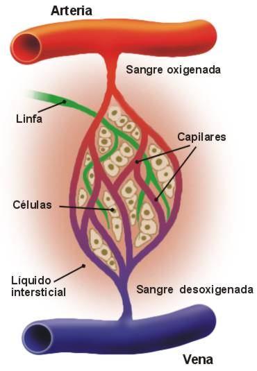 1.2 Vasos sanguíneos Son los tubos que conducen la sangre. Se clasifican en Arteria: Transportan sangre desde el corazón hacia los tejidos. Por lo general sangre oxigenada y rica en nutrientes.
