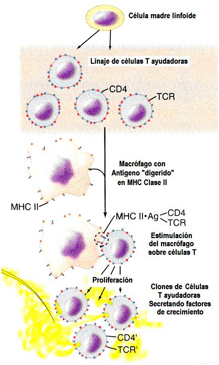 los linfocitos B se diferencian hacia células efectoras que secretan anticuerpos, y algunos linfocitos T se diferencian hacia células efectoras Linfocitos T ayudadores y los Linfocitos T Citolíticos