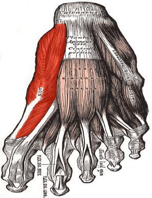 Figura 5 Músculo abductor del dedo gordo Fuente: http://es.wikipedia.