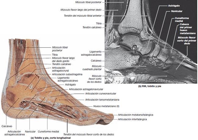 Figura 16. Articulaciones del tobillo Fuente: http://bodyhumano.org/articulaciones-mas-representativas 2.4.1.2.2. Músculos del tobillo Músculos extrínsecos del pie.