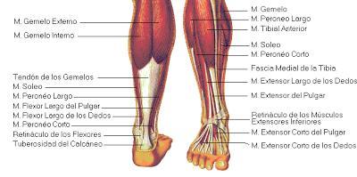 Flexores dorsales.- son los que levantan el pie hacia arriba y están situados en la cara anterior de la pierna. Son el tibial anterior, el peroneo anterior y el extensor común de los dedos.