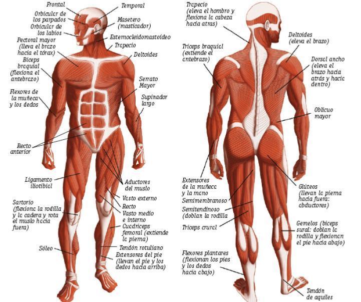 Músculos Características del músculo esquelético o estriado Algunos músculos del cuerpo (cara anterior).