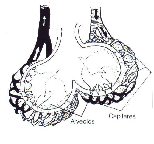 Alveolos Sistema Digestivo Estructura: Tubo digestivo Órganos anejos Función: transformar alimentos