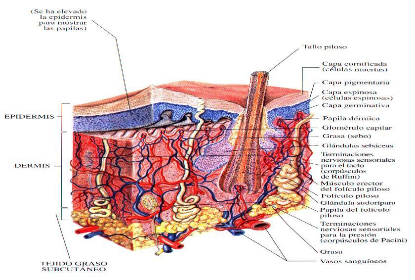 Tejidos Orgánicos Tejido Epitelial: Formado por: piel mucosas glándulas Función: