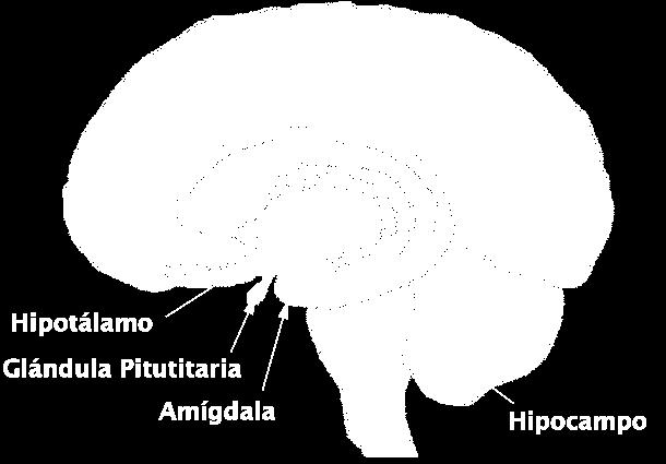 La amígdala considerada el centro emocional del cerebro límbico también es la encargada de consolidar la información en la memoria a largo plazo.