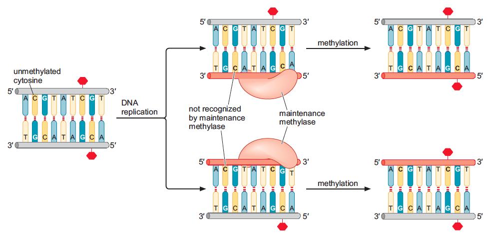 Los patrones de la metilación del DNA se mantienen a través de la