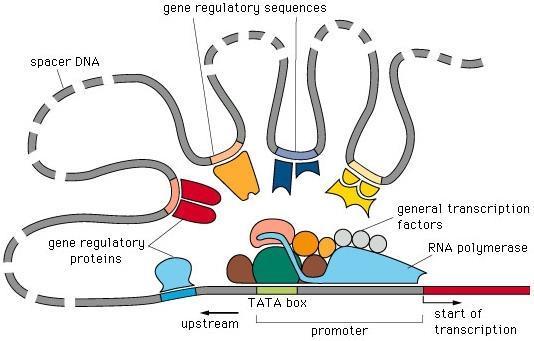 Regulación de la expresión genética a nivel TRANSCRIPCIONAL