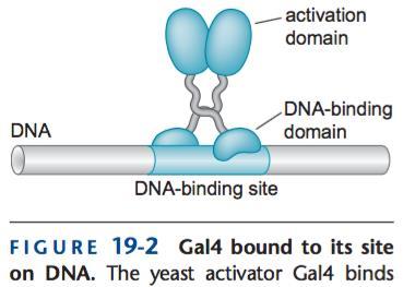 Los activadores son proteínas de unión a DNA El dominio de unión a DNA y el dominio activador están separados o en polipéptidos diferentes El dominio activador es