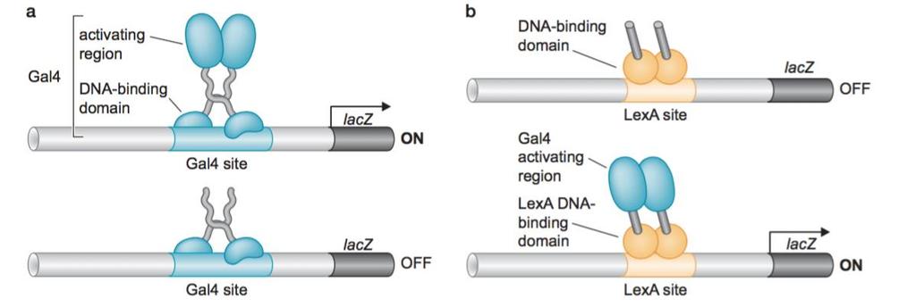 Los activadores tienen dominios de activación y de unión a DNA separables Experimento
