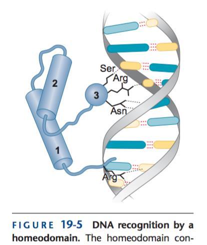 Interacción de los dominios de unión a DNA con secuencias de DNA específicas La hélice de reconocimiento hace contacto con