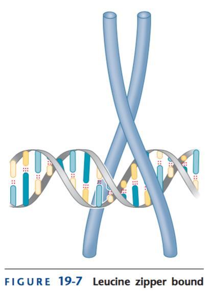Interacción de los dominios de unión a DNA