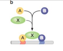 indirecto en el que la unión de una proteína en el DNA dentro de nucleosomas ayuda