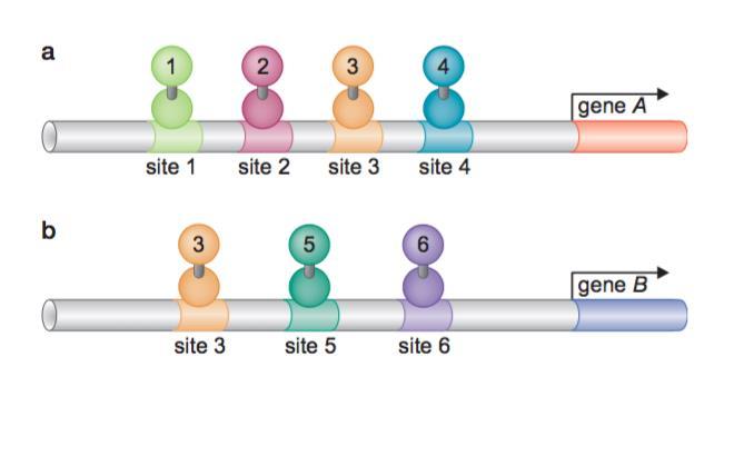 Los activadores se unen de manera combinatoria para inducir la transcripción Cada gen tiene una combinación particular de intensificadores y silenciadores.