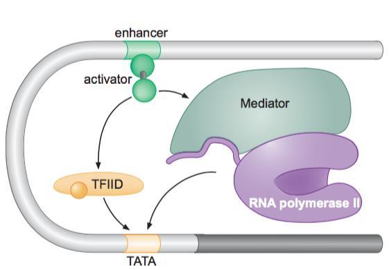 Reclutamiento de la maquinaria de transcripción en eucariontes Remodeladores de la cromatina Modificadores de nucleosomas Factores de
