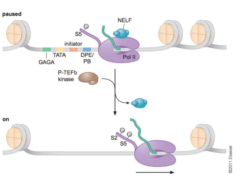 Proteínas que promueven el inicio o elongación de la transcripción
