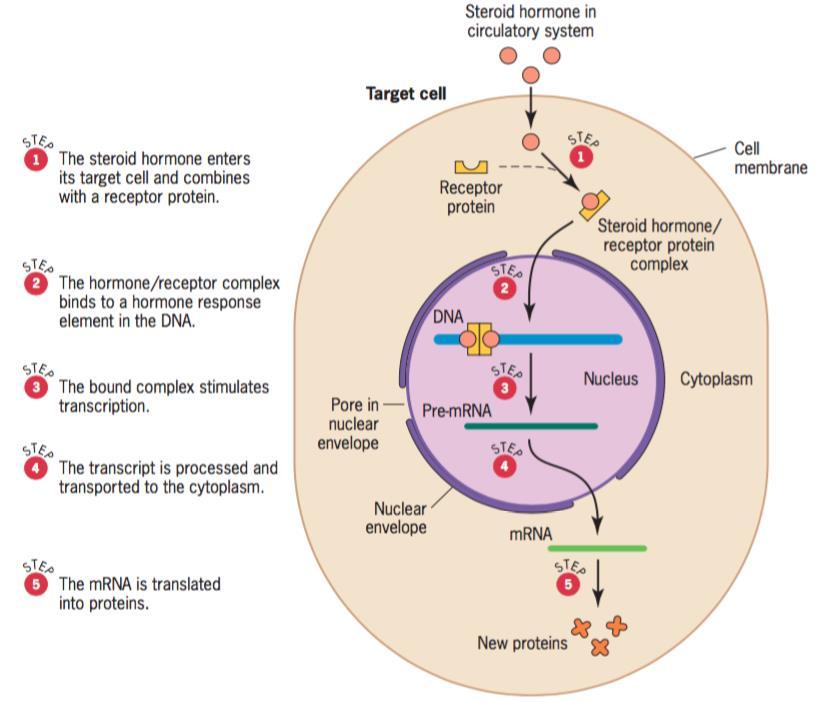 Regulación de la expresión génica por hormonas esteroideas La hormona interactúa con un receptor dentro de su célula blanco.