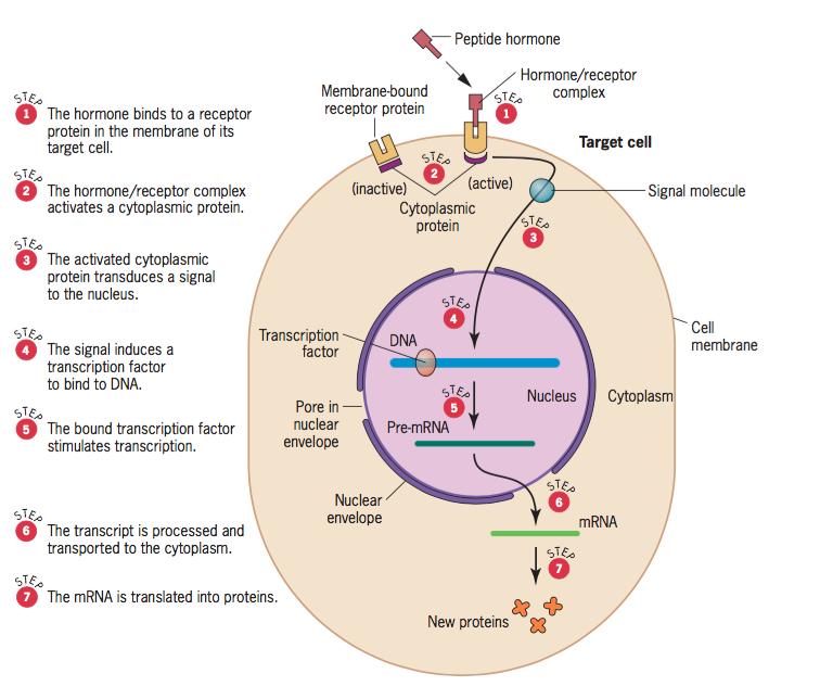 Regulación de la expresión génica por hormonas peptídicas 1. La hormona (una señal extracelular) se unen a un receptor en la membrana de la célula blanco. 2.