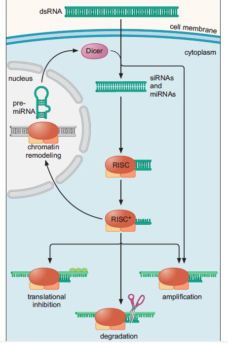 Regulación por sirnas Presencia de RNA de doble cadena (por virus, RNA anti- sentido, etc.