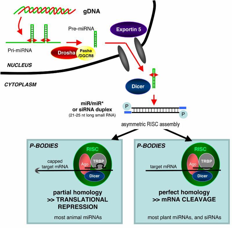Regulación por mirnas Los mirnas se transcriben por la RNA polimerasa II como transcritos primarios y son procesados por DROSHA en el núcleo Luego son exportados al citoplasma y son cortados por