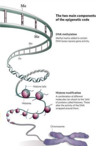 Regulación genética en