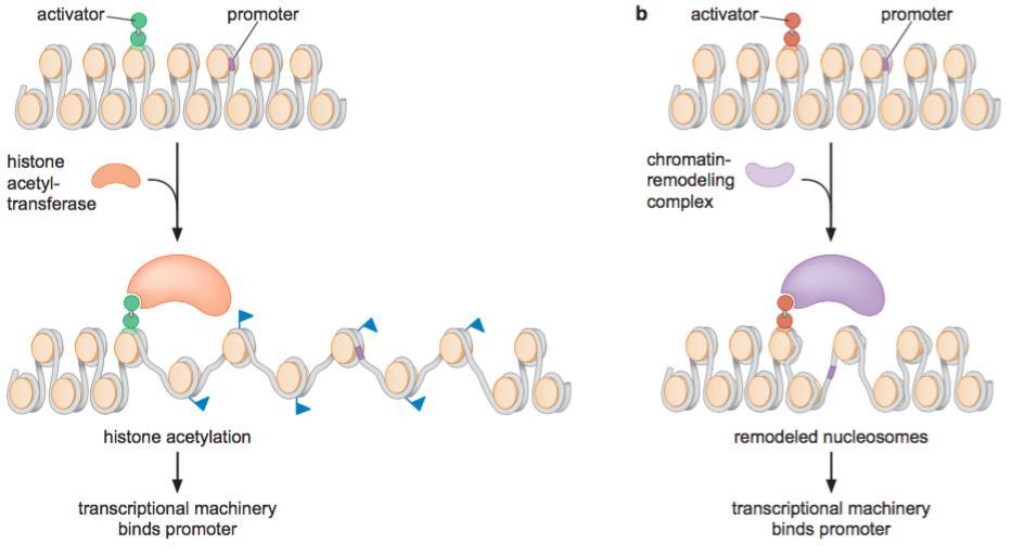 Alteraciones en la estructura de la cromatina inducidas por los activadores Desacetilasas de histonas (HDACs) Complejos remodeladores de cromatina(swi/snf) Acetilasas de