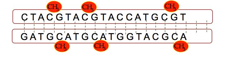 Regulación Epigenética Metilación del ADN Metilación del ADN Modificación