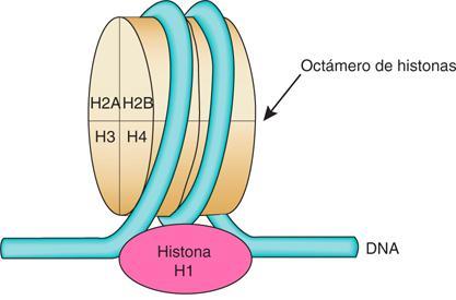 Regulación Epigenética Modificación de histonas Metilación del ADN Modificación post-traduccional de Histonas Silenciamiento de genes mediados por