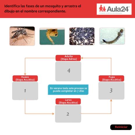 10 Dato curioso Actividad en html5 Sabías que el mosquito Aedes