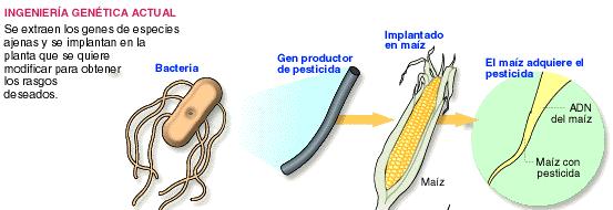Ingeniería genética biotecnología y organismos transgénicos La INGENIERÍA GENÉTICA es una parte de la biotecnología que se