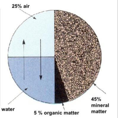 Materia orgánica: constituyente esencial del suelo Estrechamente relacionada con: Estructura (agregación) del suelo: exploración raíces, aereación, capacidad de agua disponible, etc.