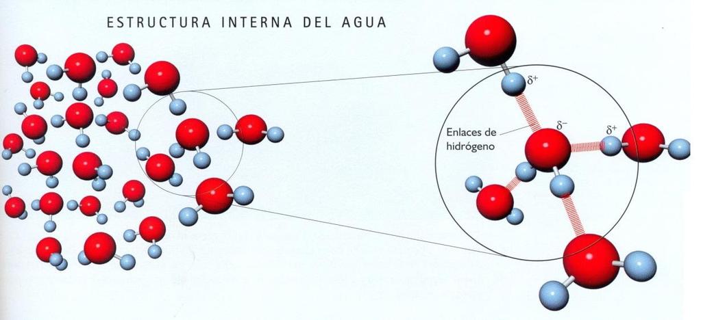 PUENTES DE HIDRÓGENO Intermolecular Débil comparado con covalente.