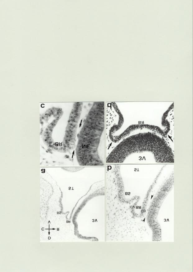 Fig 36