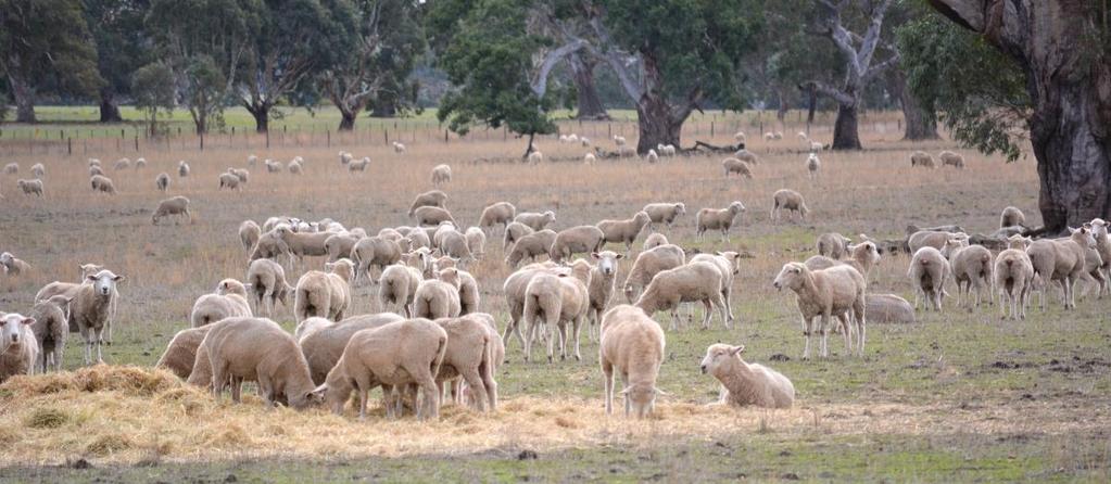 Suplementación con heno (1,0 1,2 kg oveja -1 día -1 ) Cantidades semanales de grano recomendadas para ovejas preñadas y en lactancia Semanas antes