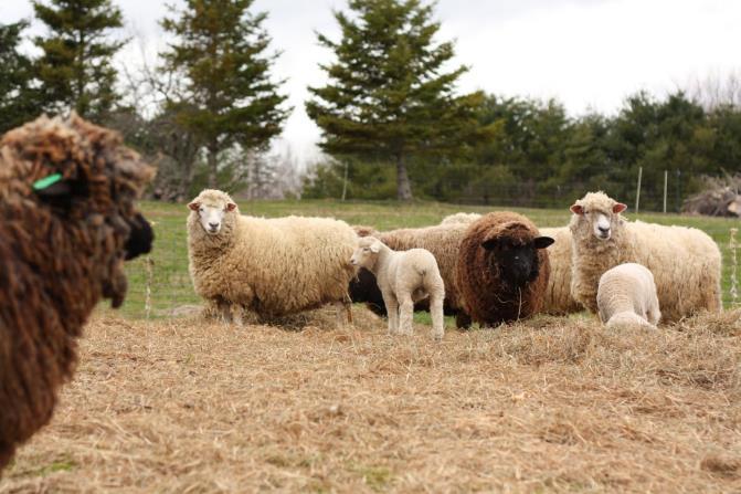 Australia CANTIDADES SEMANALES DE HENO DE AVENA recomendadas para diferentes categorías de ovinos Categoría de ovinos Kg de heno por cabeza Capones