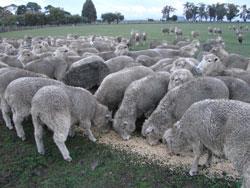Otra alternativa es dar alimentación suplementaria. Conclusiones El manejo Nutritivo de la oveja durante el año es algo que está estrechamente ligado al manejo de la pradera.