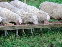 Grano de lupino (220 550 g oveja -1 día -1 ) Un eficiente manejo de la oveja permitirá que aquella obtenga gran parte de sus nutrientes de la pradera, dentro de un esquema de manejo semiintensivo,