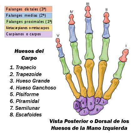82 2.5. ANATOMÍA DE LA MANO Y LA MUÑECA Los huesos carpales fueron identificados por Lyser en 1683, quien los descubrió como huesos cortos, esponjosos, envueltos en una fina capa de hueso compacto.