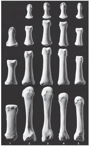 91 C. Falanges Son catorce (14) falanges en una sola mano, son móviles y se articulan con los metacarpianos, todos los dedos excepto el pulgar poseen tres falanges: proximal, medial y distal; el